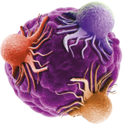 13th Tumor Models Summit Boston