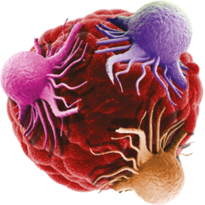 11th 3D Tissue Models Tumour Models San Francisco